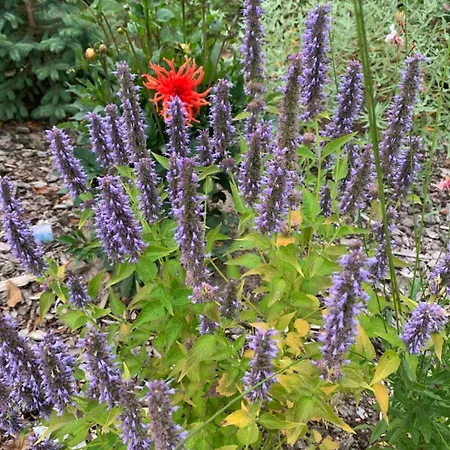 Apartamento Zur Fleissigen Biene Meißen