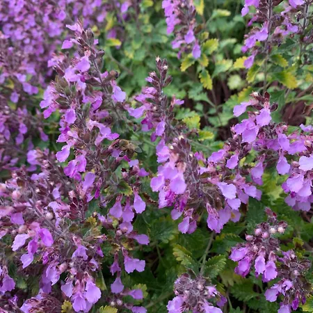 Zur Fleissigen Biene Apartamento Meißen