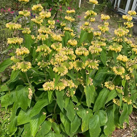 Apartamento Zur Fleissigen Biene Meißen