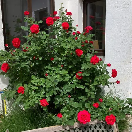 Zur Fleissigen Biene Apartamento *