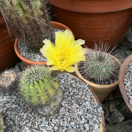 Zur Fleissigen Biene *