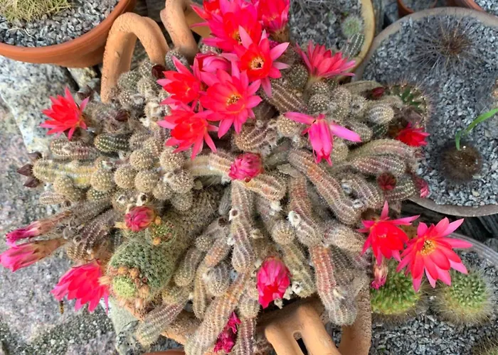 Zur Fleissigen Biene Apartment