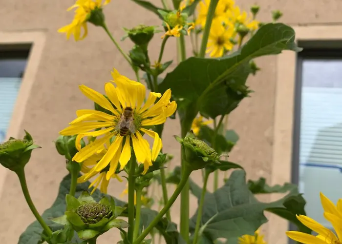 Zur Fleissigen Biene Meissen