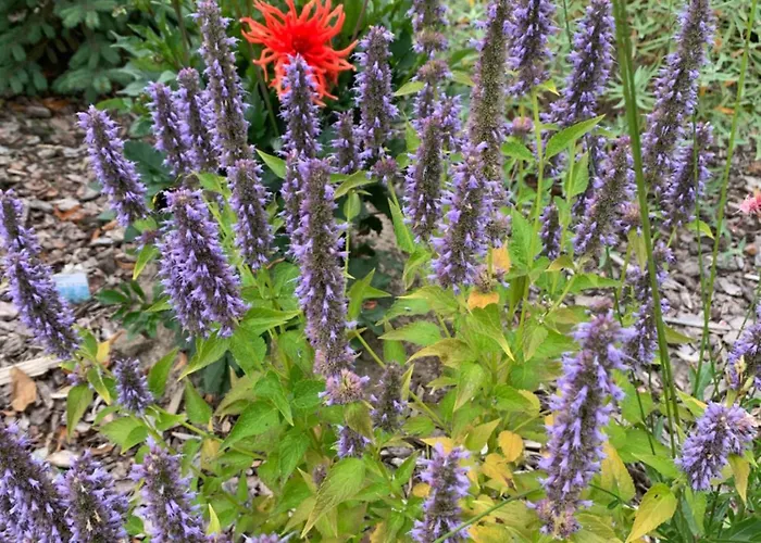Apartment Zur Fleissigen Biene Meissen