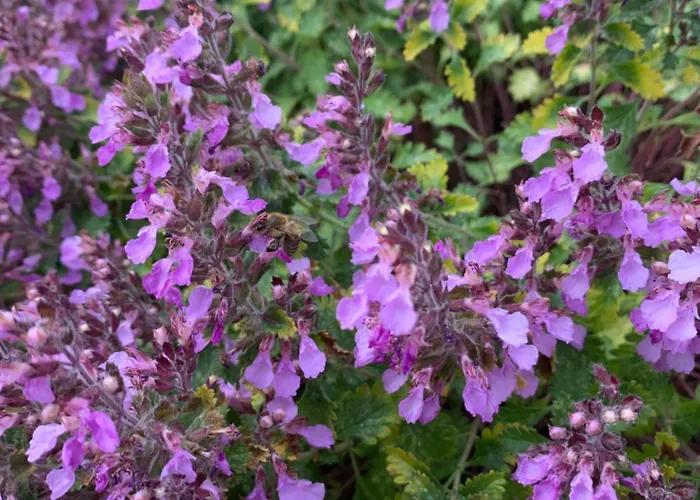 Zur Fleissigen Biene Apartment Meissen