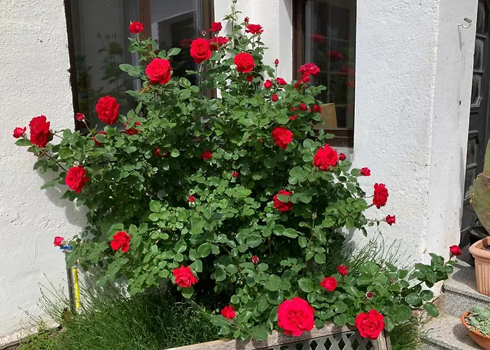 Zur Fleissigen Biene Apartment *